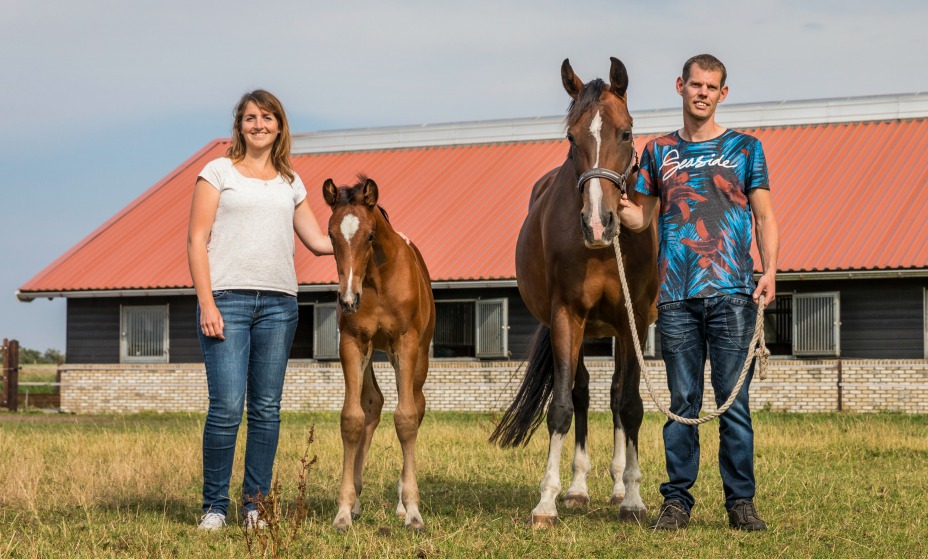 Texelse dressuurpaardenfokkerij